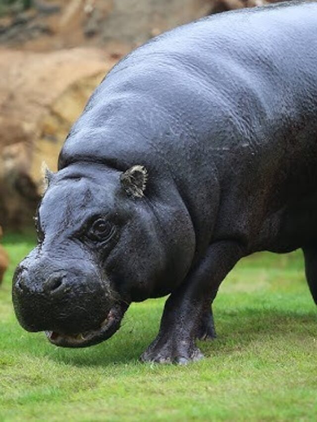 Moo Deng: Pygmy Hippo’s Adorable Fame Comes with a Cruel Price